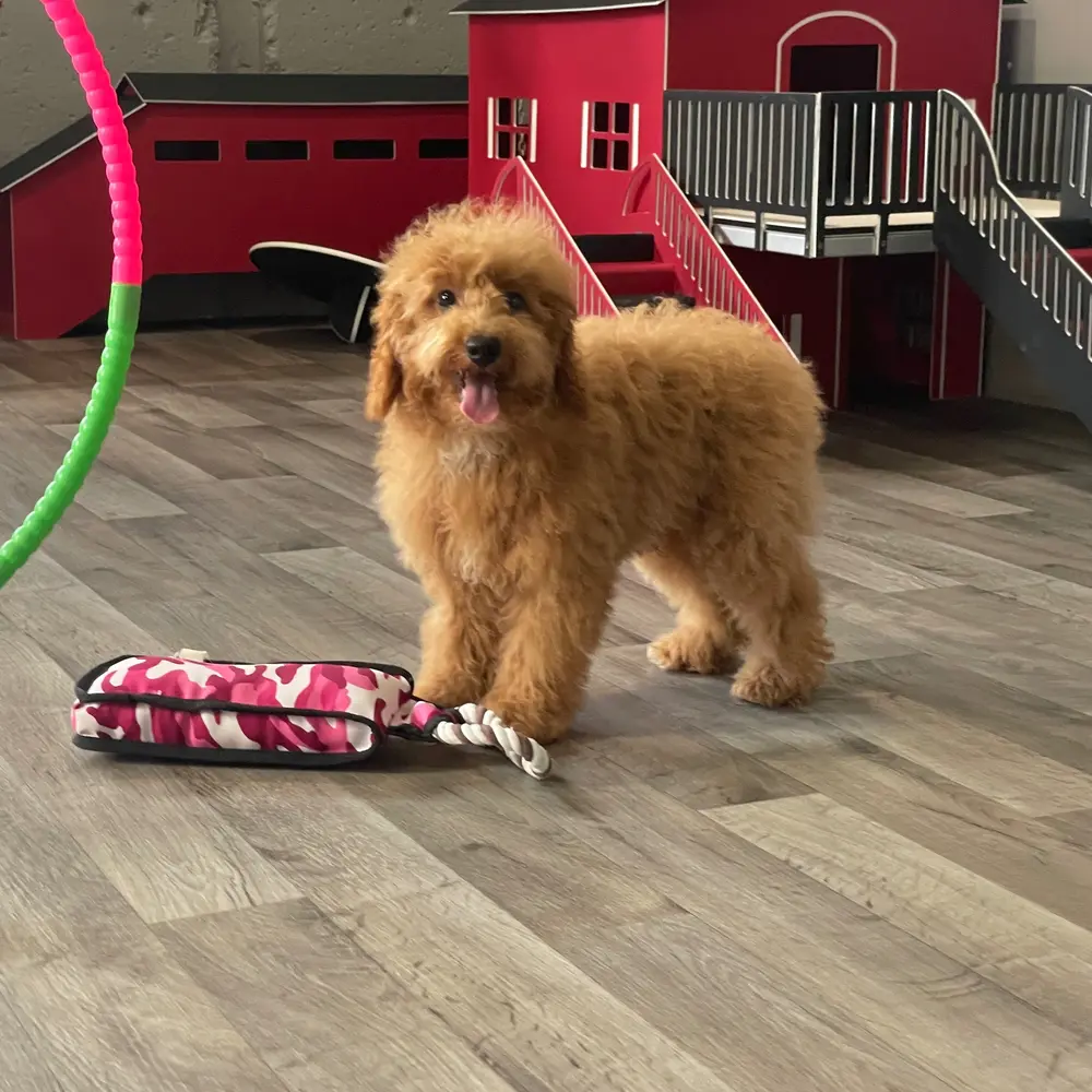 Austin an adorable Poodle puppy