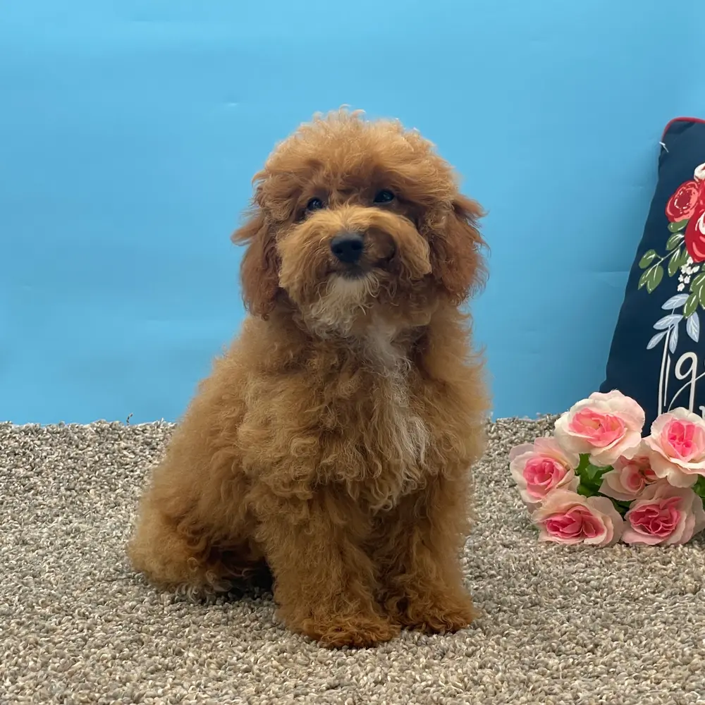 Amiah an adorable Poodle puppy