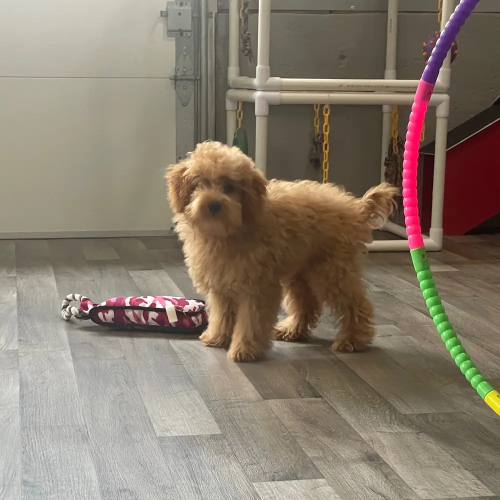 Freddie an adorable Poodle puppy