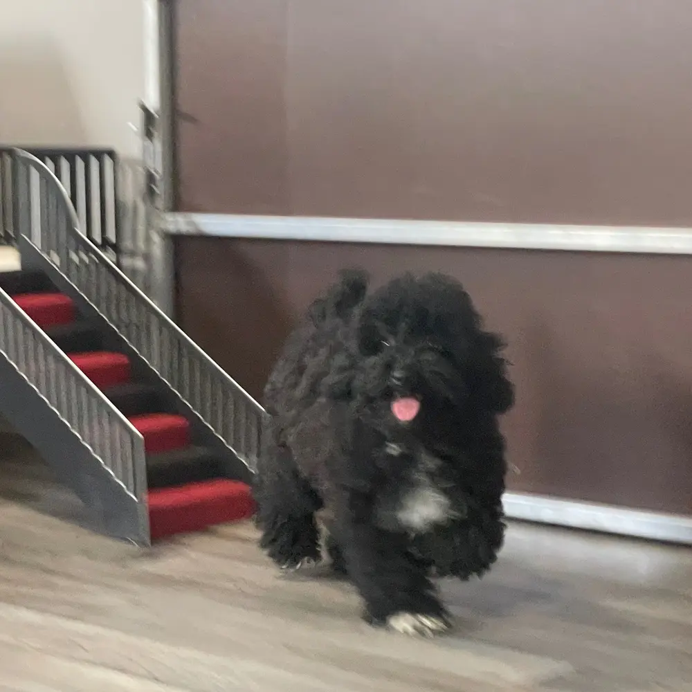 Meet Frieda, a Poodle puppy