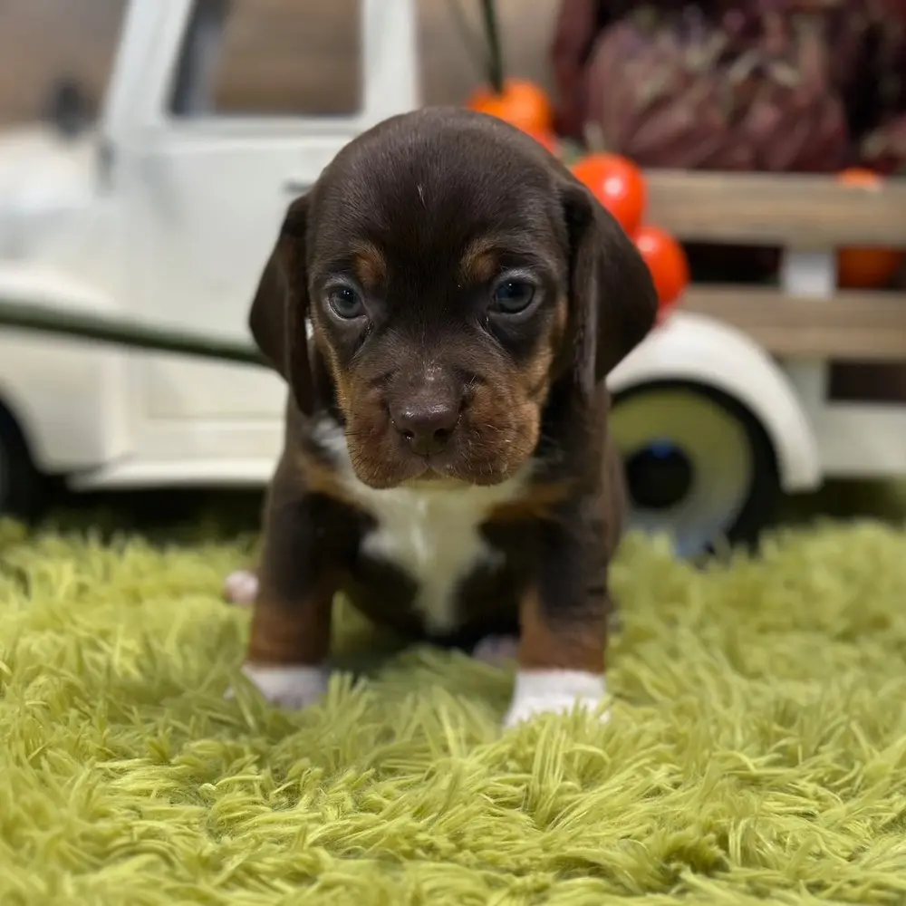 Meet Eric, a Beagle puppy