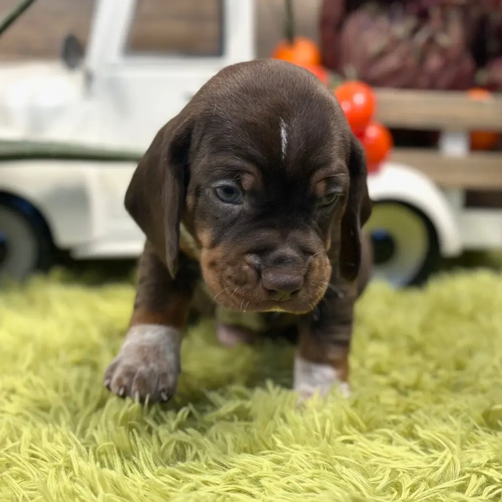Meet Jared, a Beagle puppy