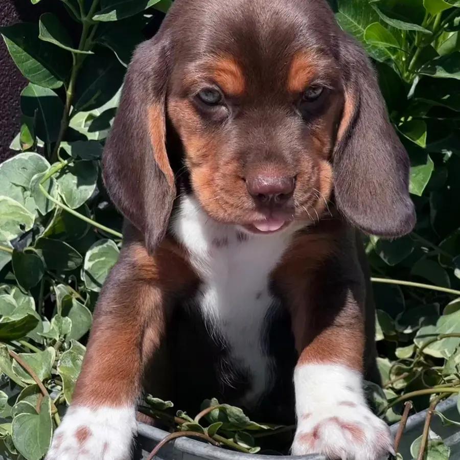 Aidyn an adorable Beagle puppy