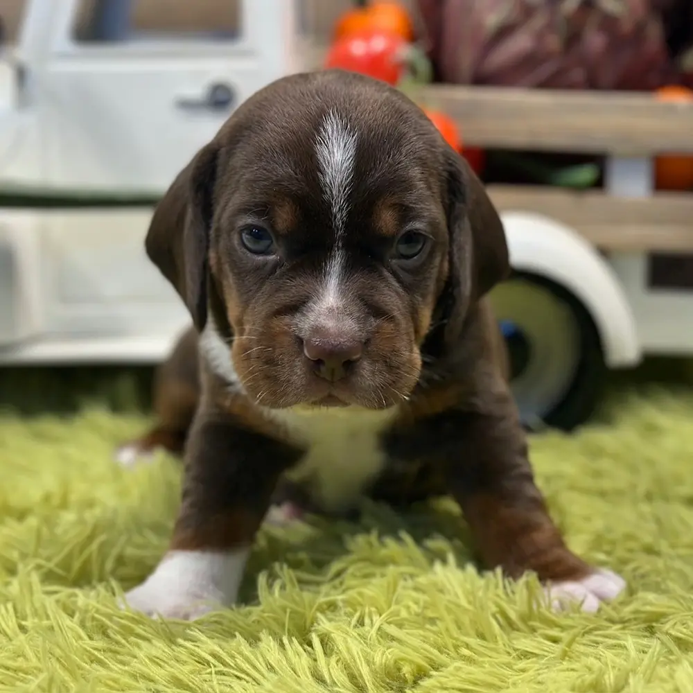 Meet Johny, a Beagle puppy