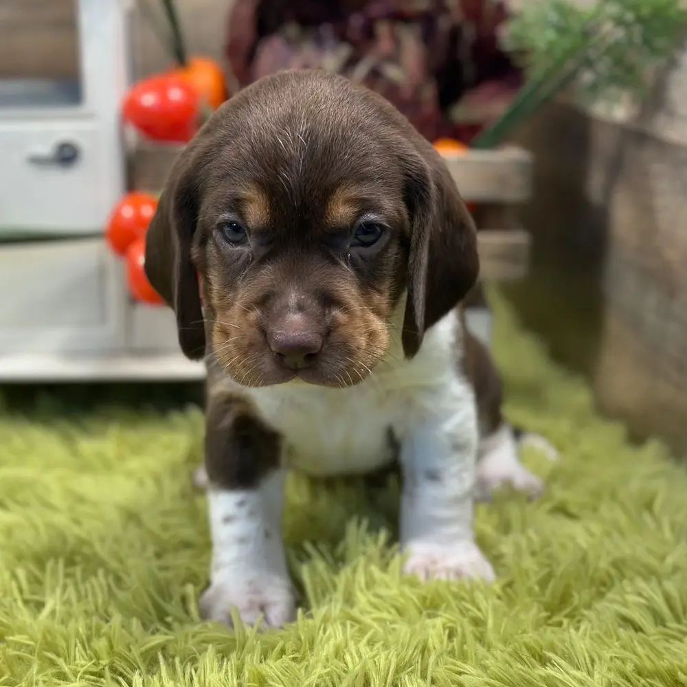 Jax an adorable Beagle puppy
