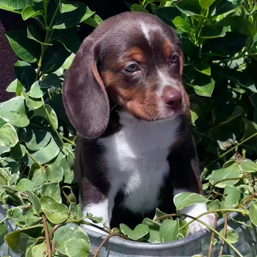 Callie an adorable Beagle puppy