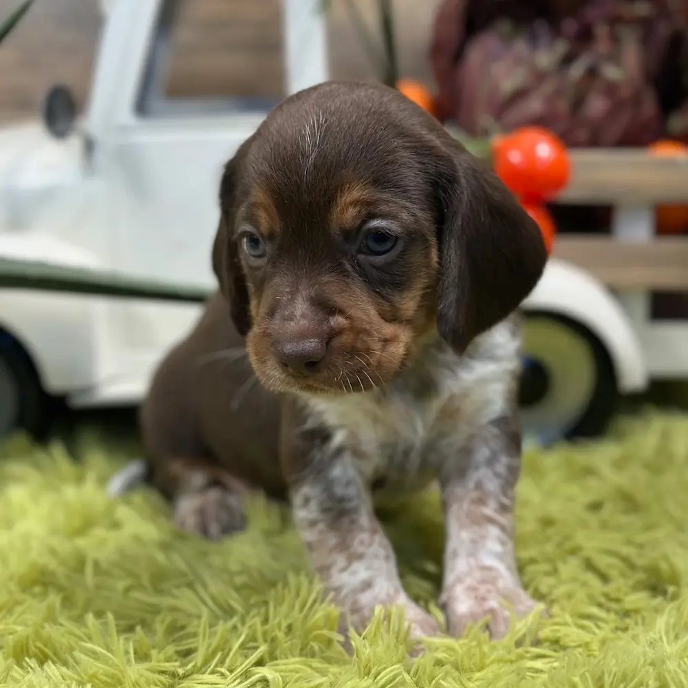 Meet Carly, a Beagle puppy