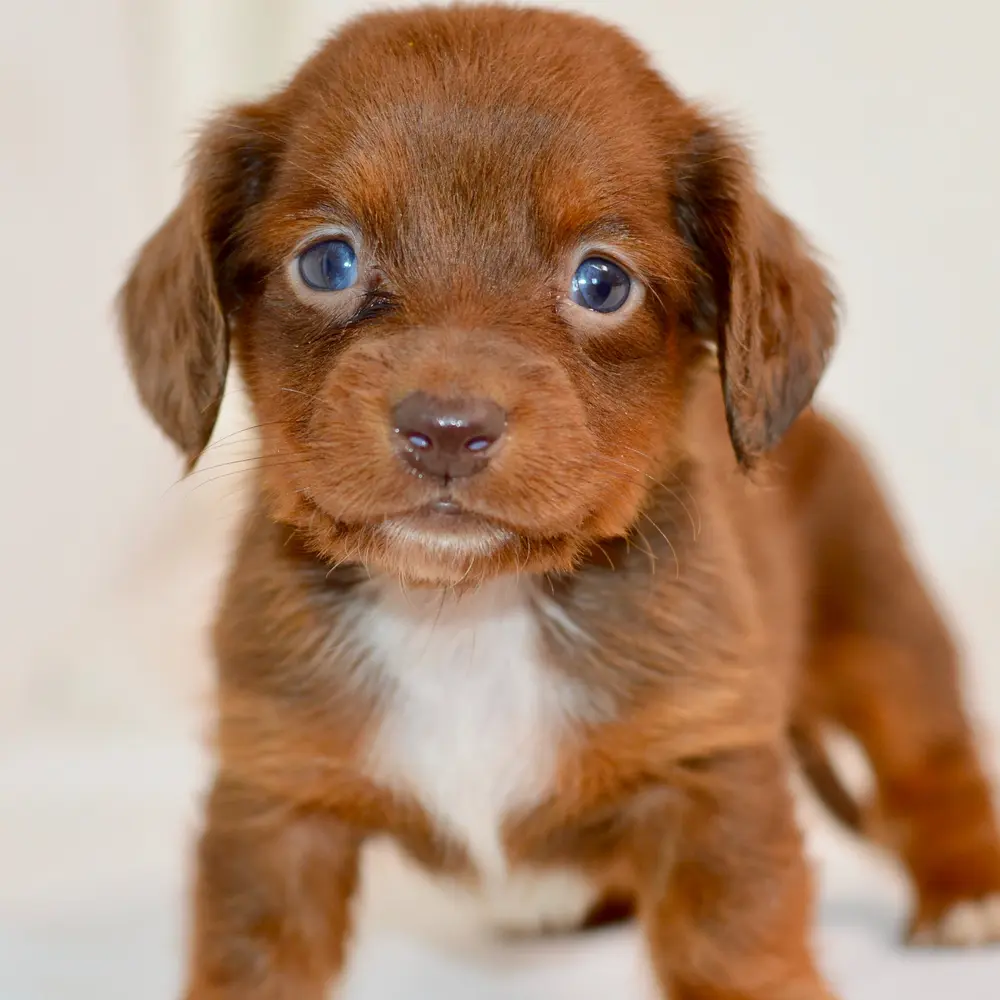 Meet Cameron, a Dachshund puppy