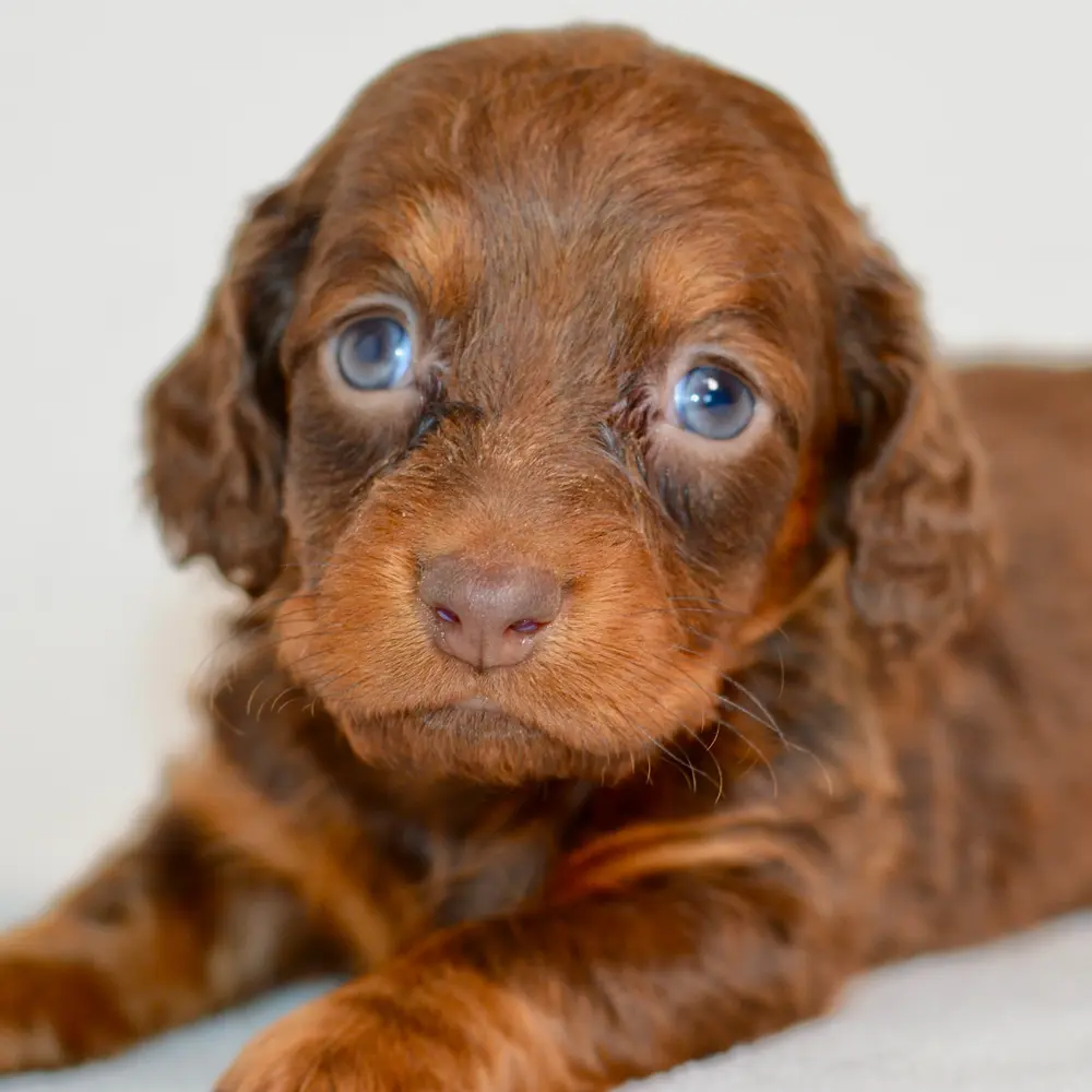 Meet Carlos, a Dachshund puppy
