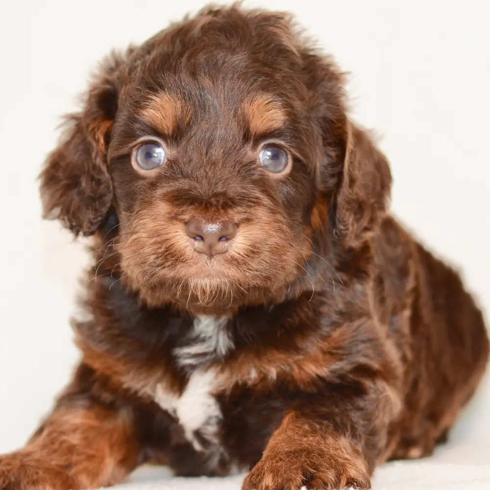 Meet Faith, a Cockapoo puppy