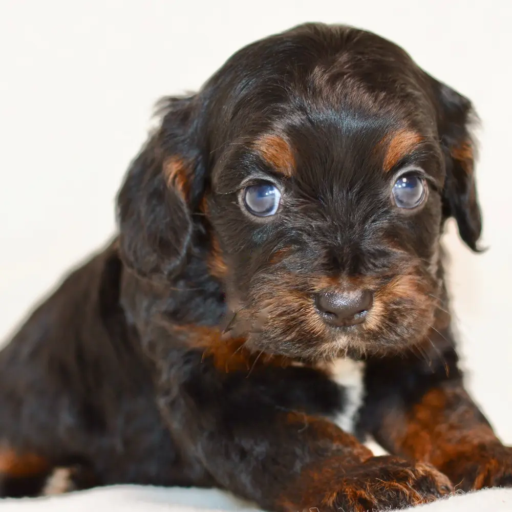 Meet Fiona, a Cockapoo puppy