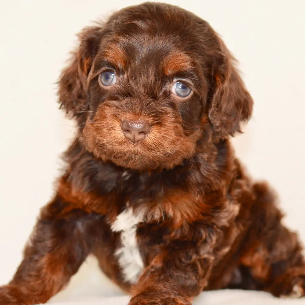 Meet Florence, a Cockapoo puppy