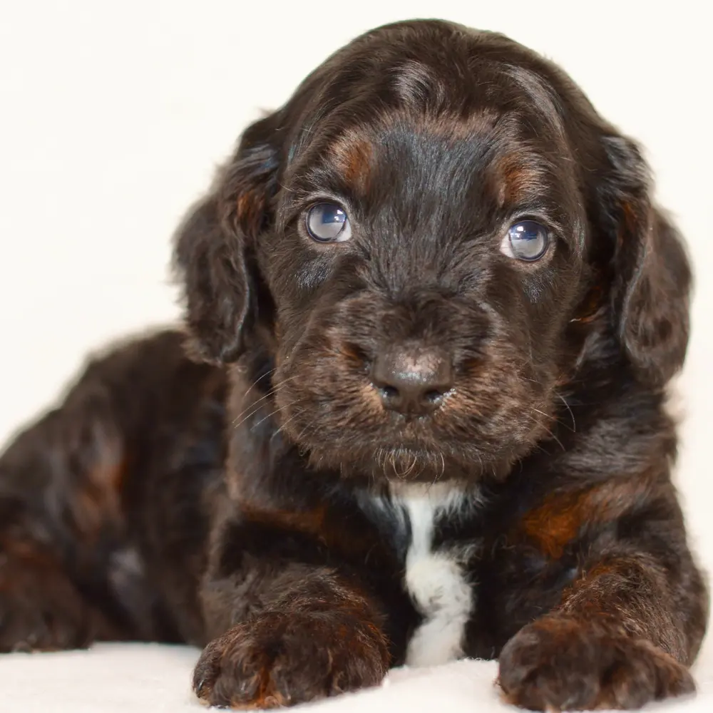 Meet Frederick, a Cockapoo puppy