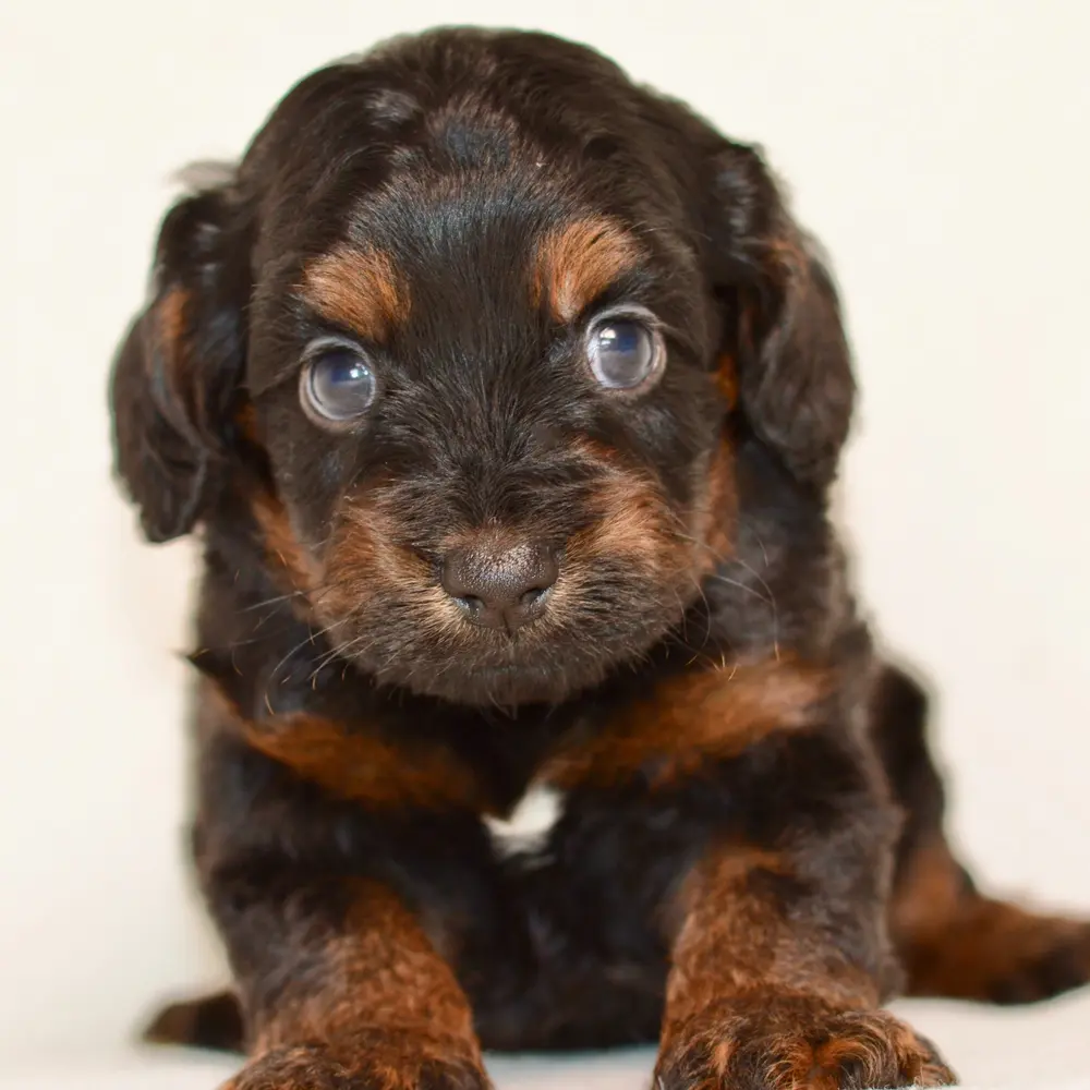 Meet Franco, a Cockapoo puppy