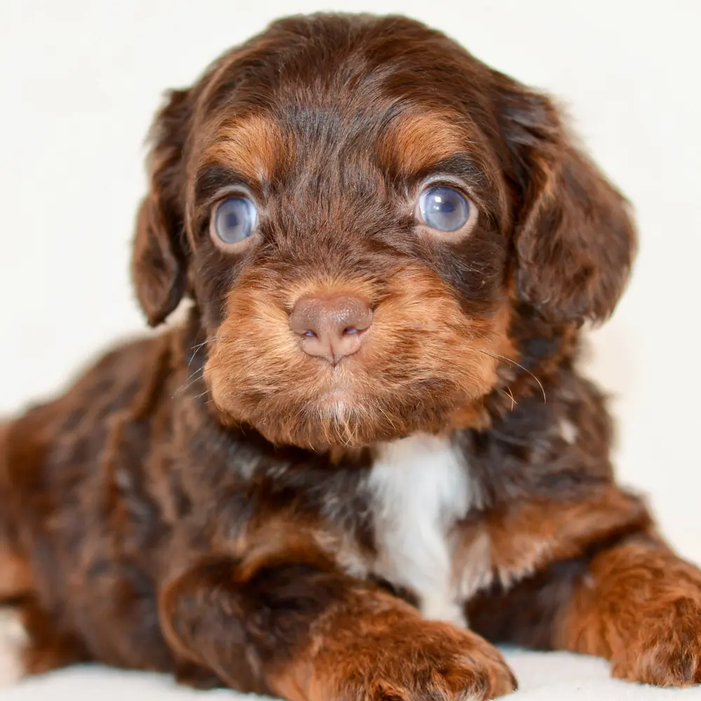 Meet Ford, a Cockapoo puppy