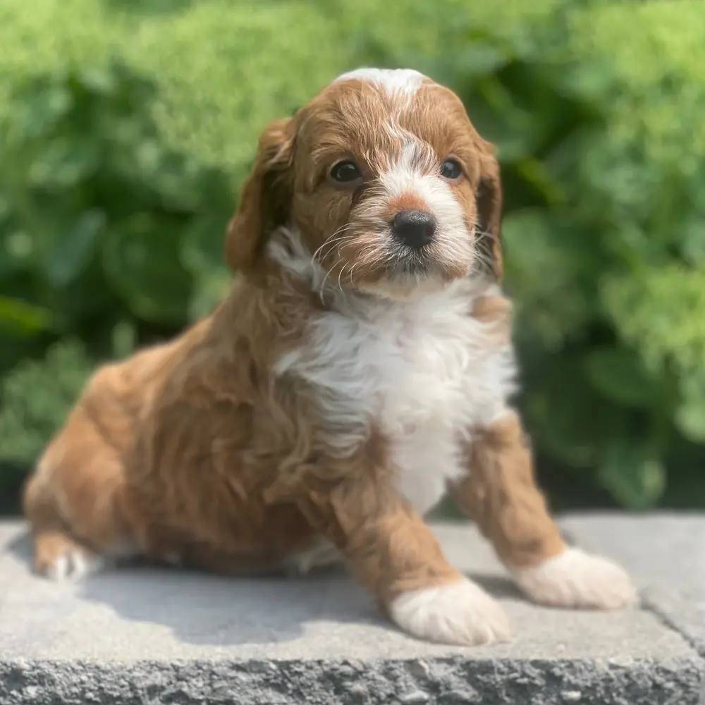 Meet Paul, a Cavapoo puppy