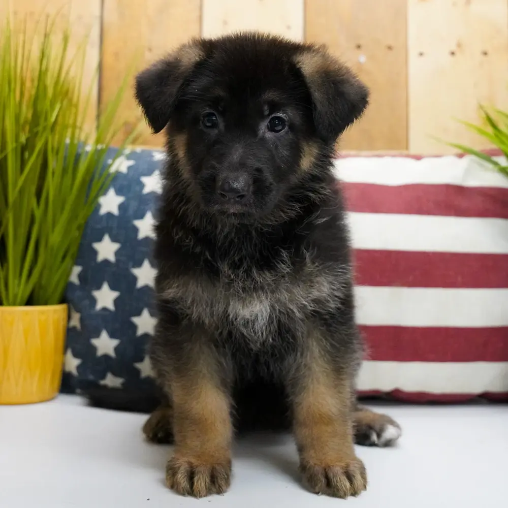 Meet Bexley, a German Shepherd puppy