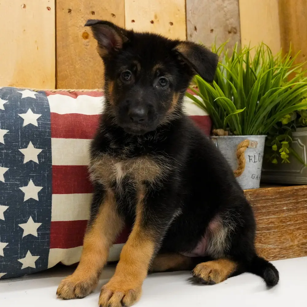 Meet Tasha, a German Shepherd puppy