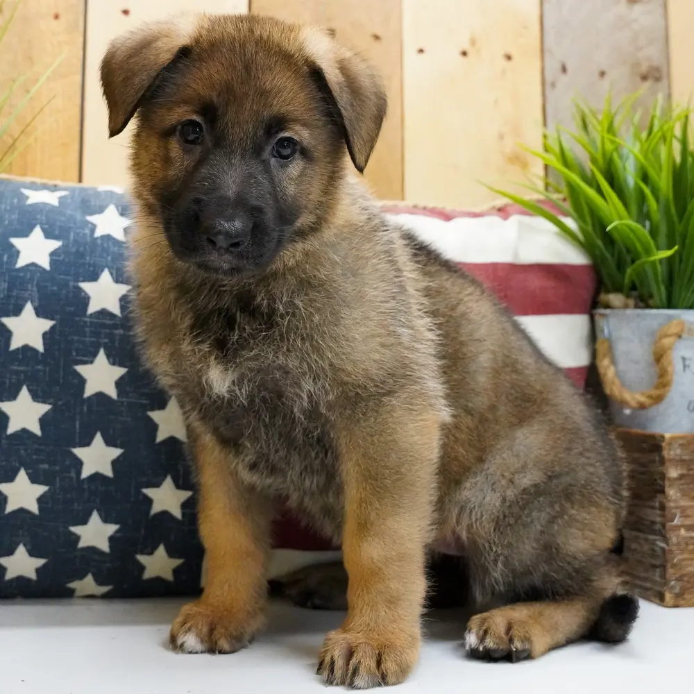 Meet Aurora, a German Shepherd puppy