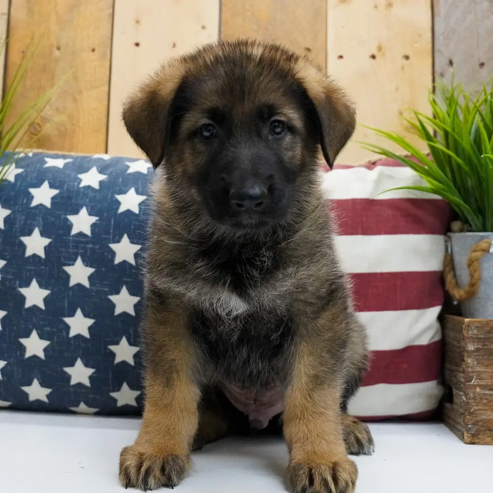 Meet Rusty, a German Shepherd puppy
