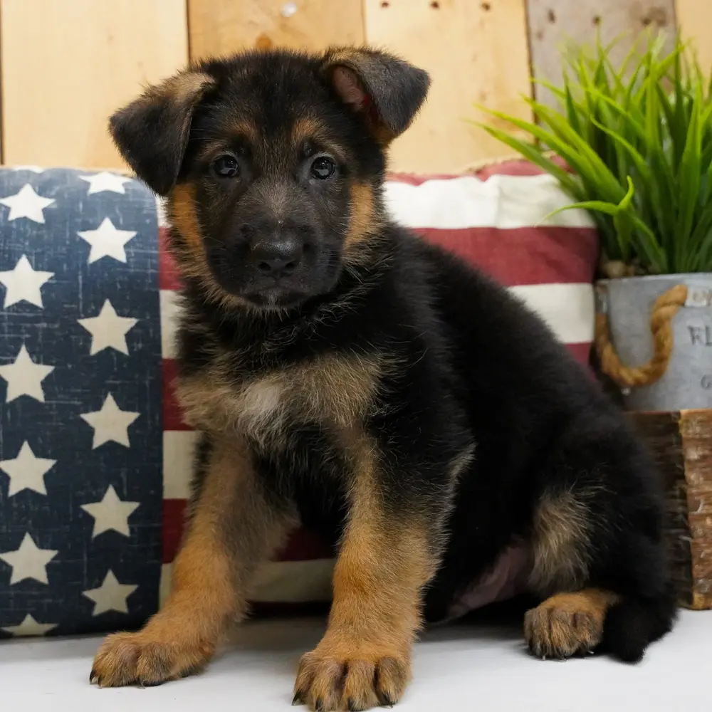 Meet Scooby, a German Shepherd puppy