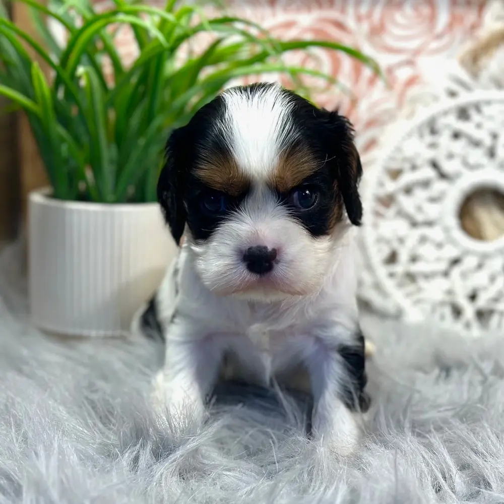 Meet Brandon, a Cavalier King Charles Spaniel puppy