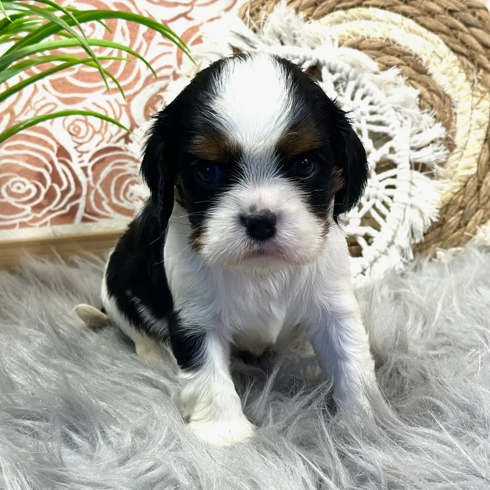 Meet Jay, a Cavalier King Charles Spaniel puppy