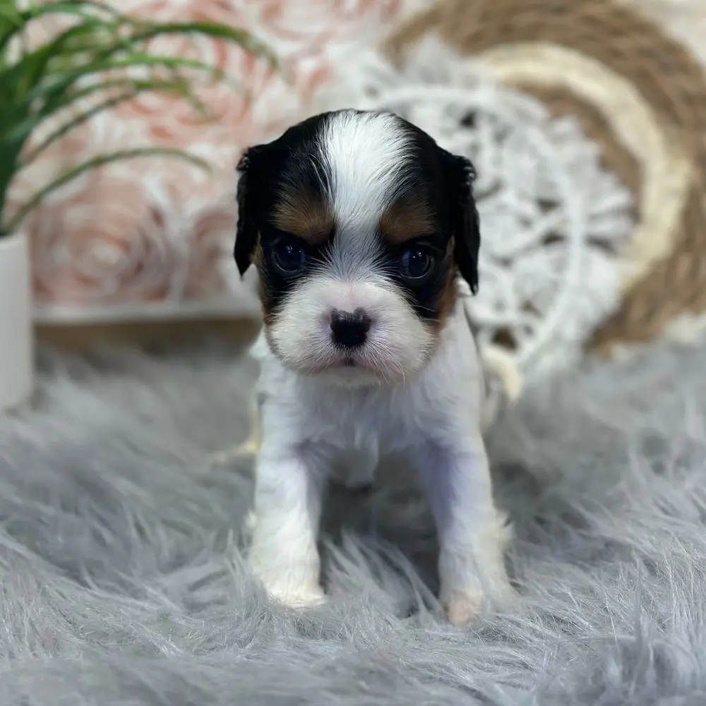 Meet Jaxon, a Cavalier King Charles Spaniel puppy