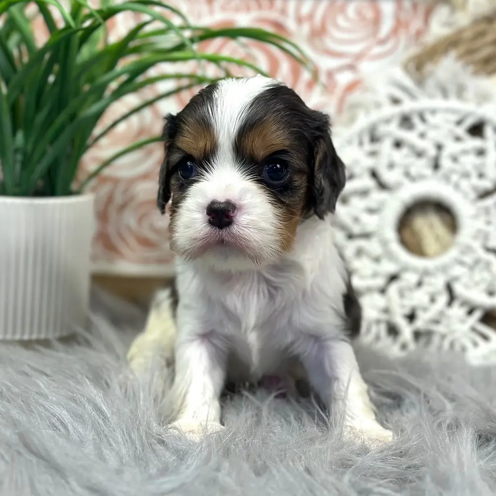 Meet Ronnie, a Cavalier King Charles Spaniel puppy