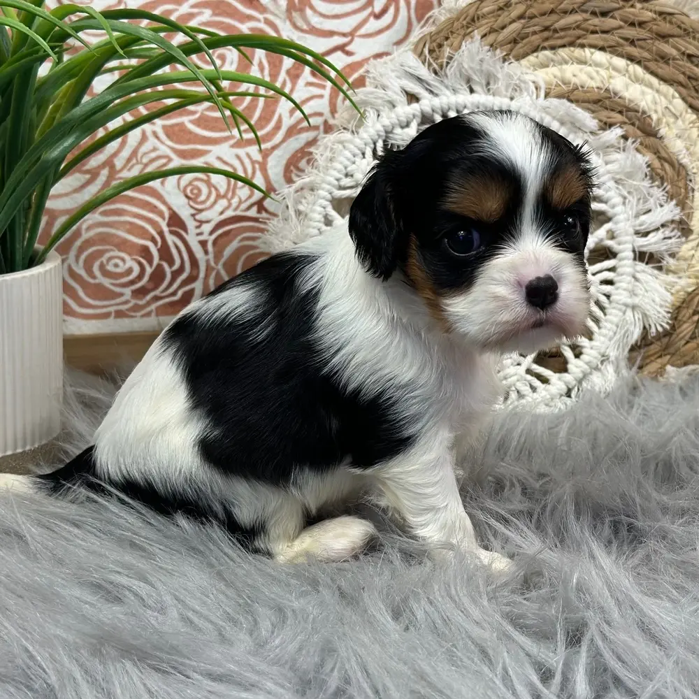 Meet Lilly, a Cavalier King Charles Spaniel puppy