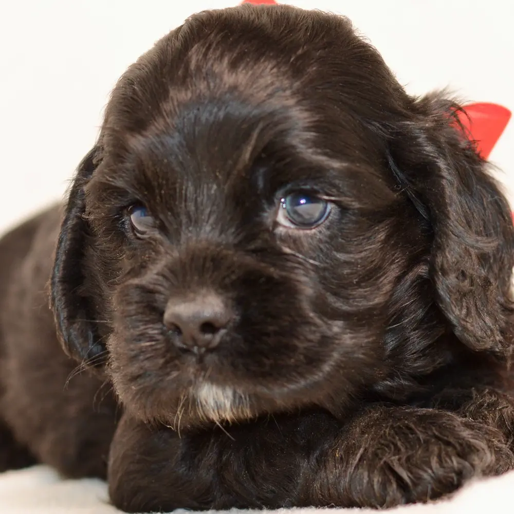 Meet Darby, a Cocker Spaniel puppy