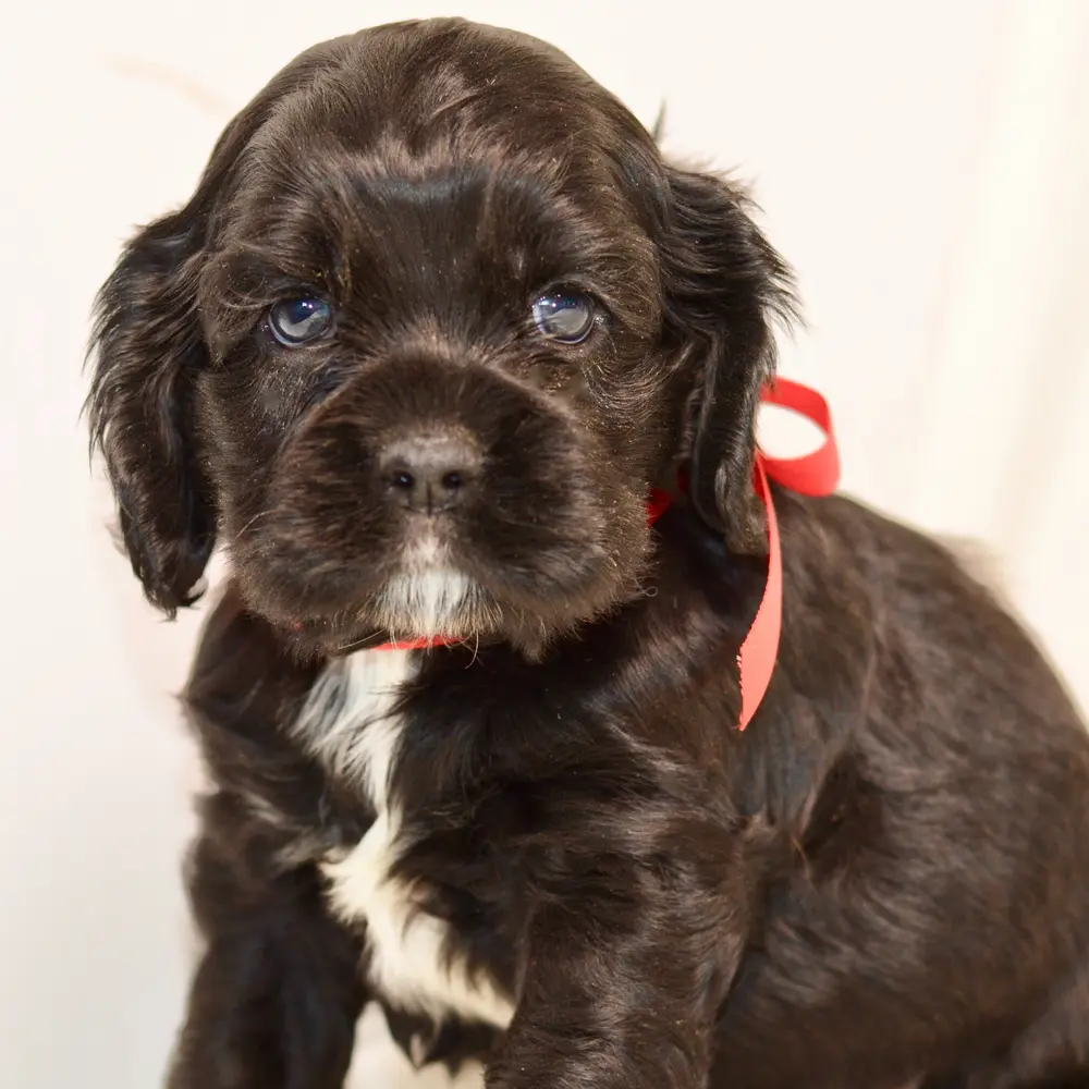 Meet Danny, a Cocker Spaniel puppy