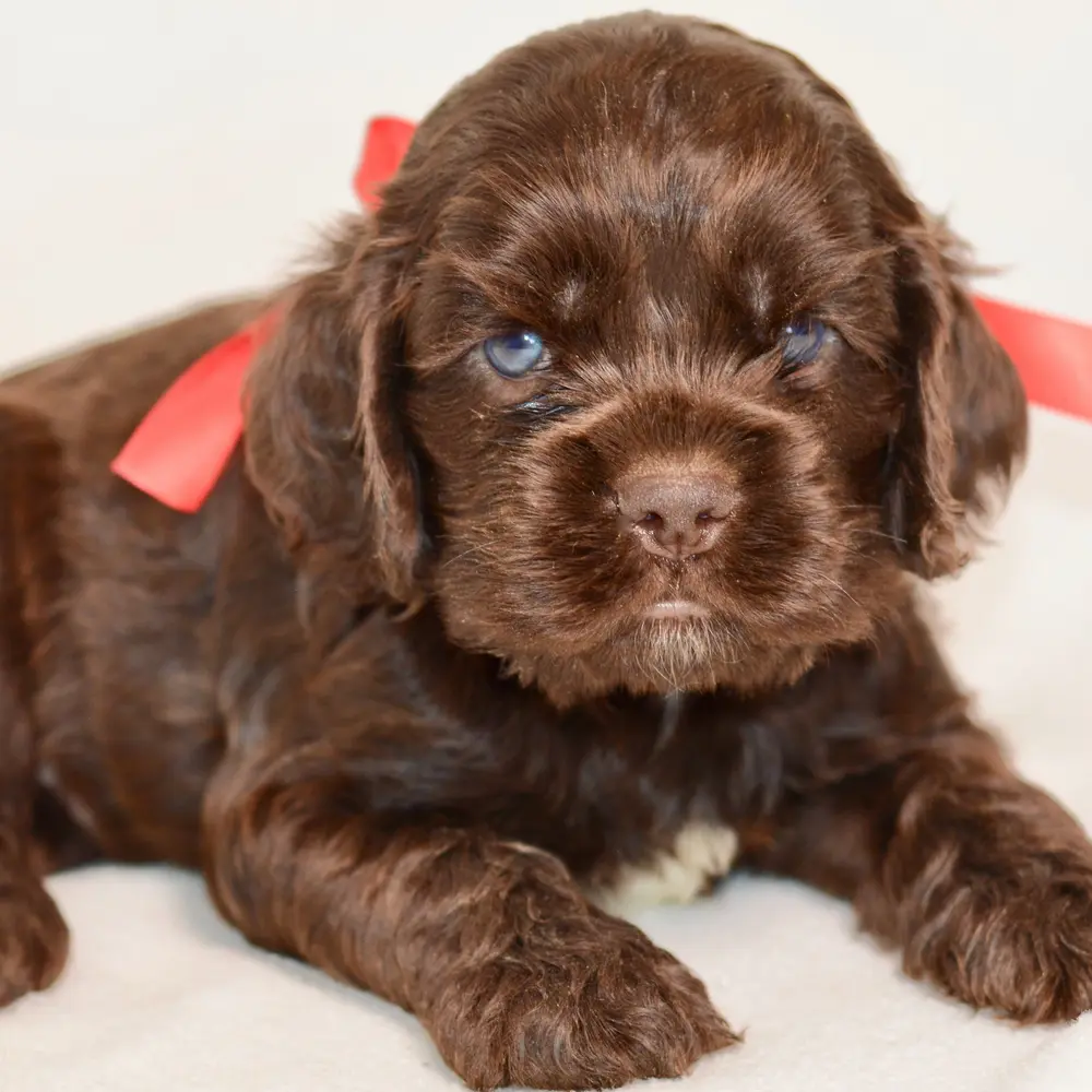 Meet Dax, a Cocker Spaniel puppy