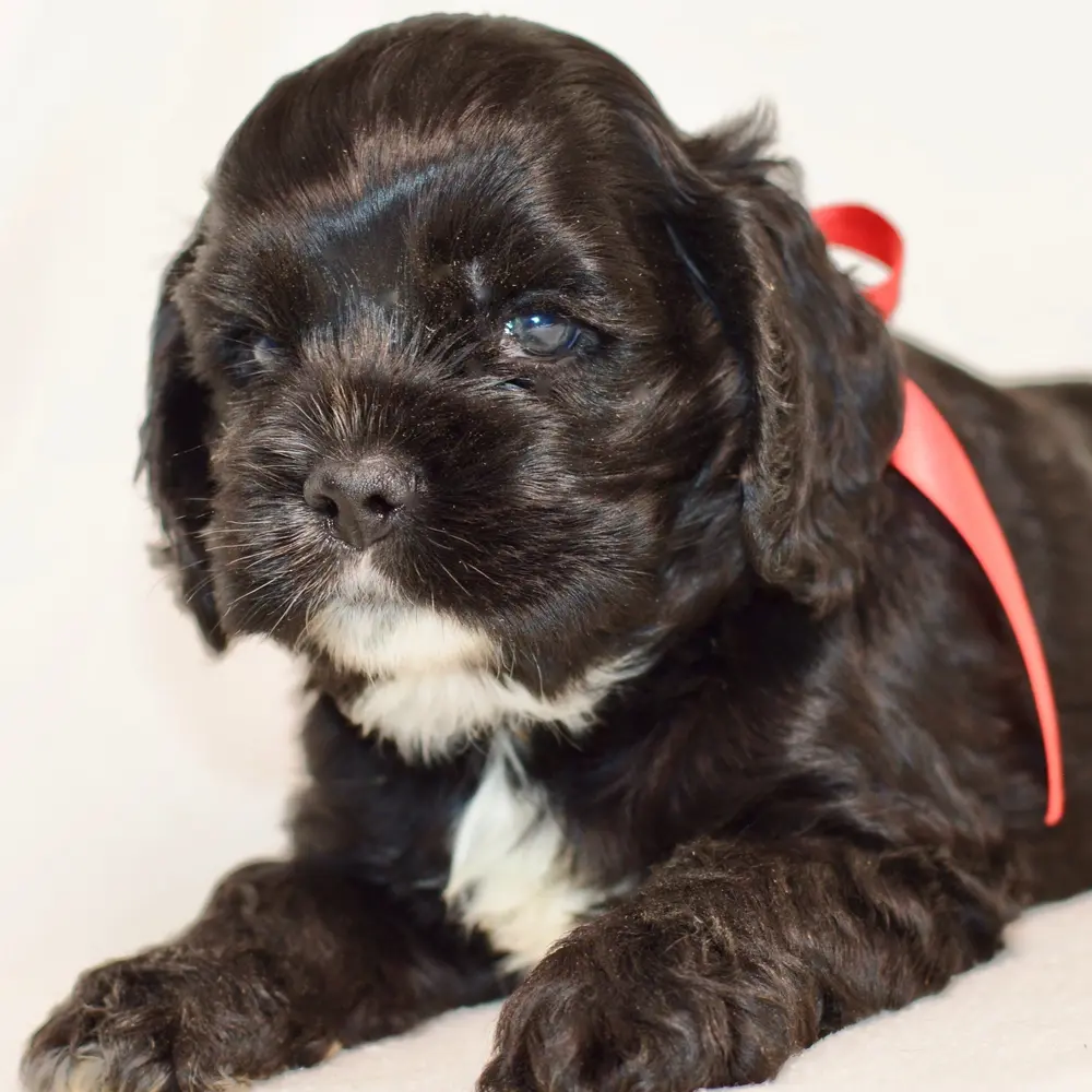 Meet Drake, a Cocker Spaniel puppy