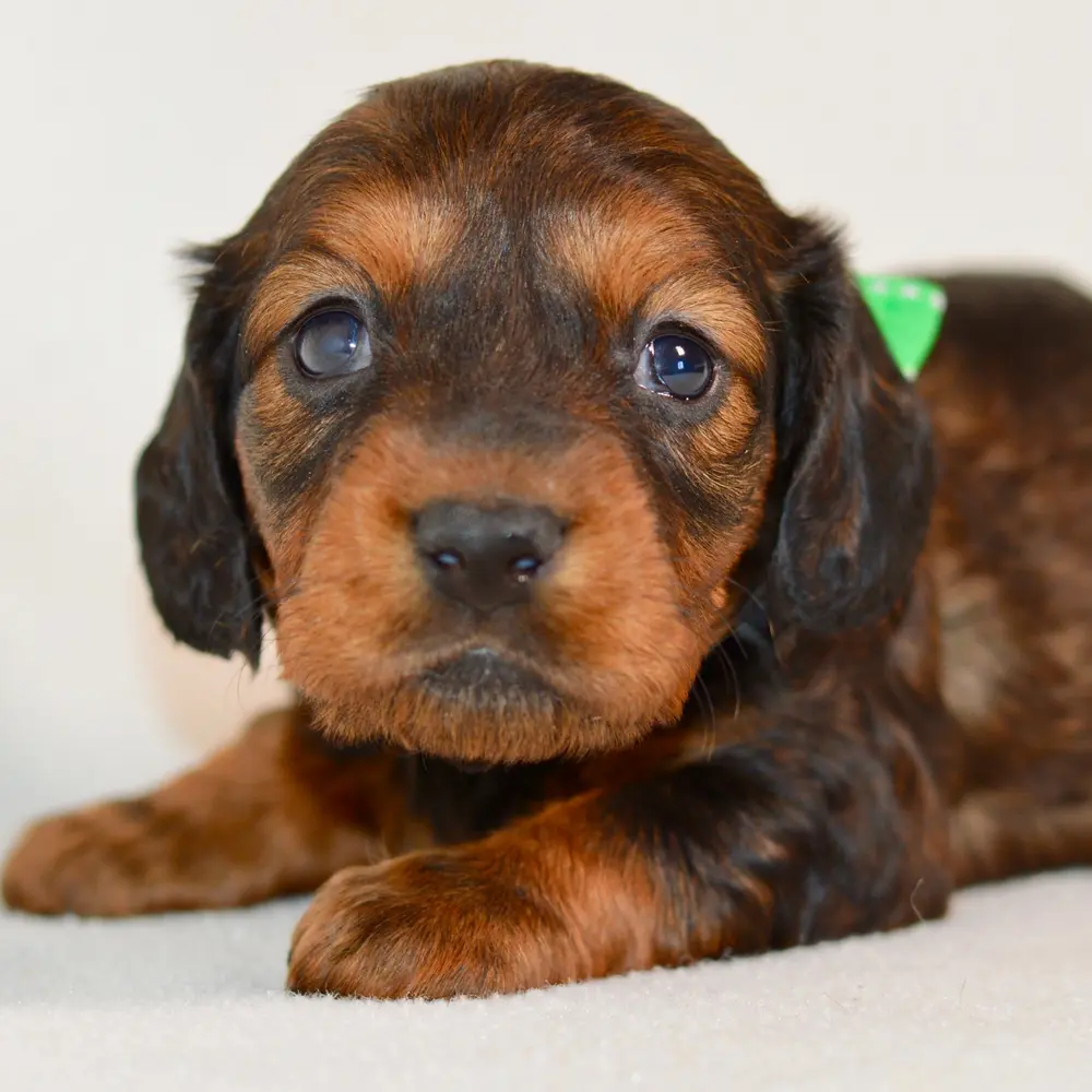 Meet Odette, a Dachshund puppy