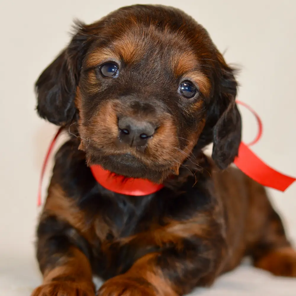 Meet Olani, a Dachshund puppy