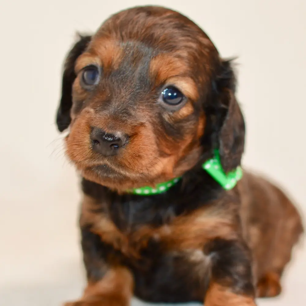 Meet Octavia, a Dachshund puppy