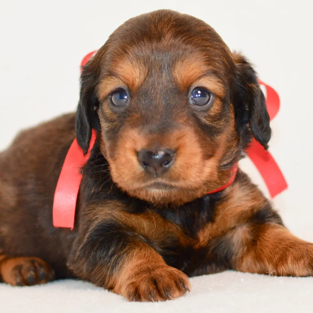 Meet Oliver, a Dachshund puppy