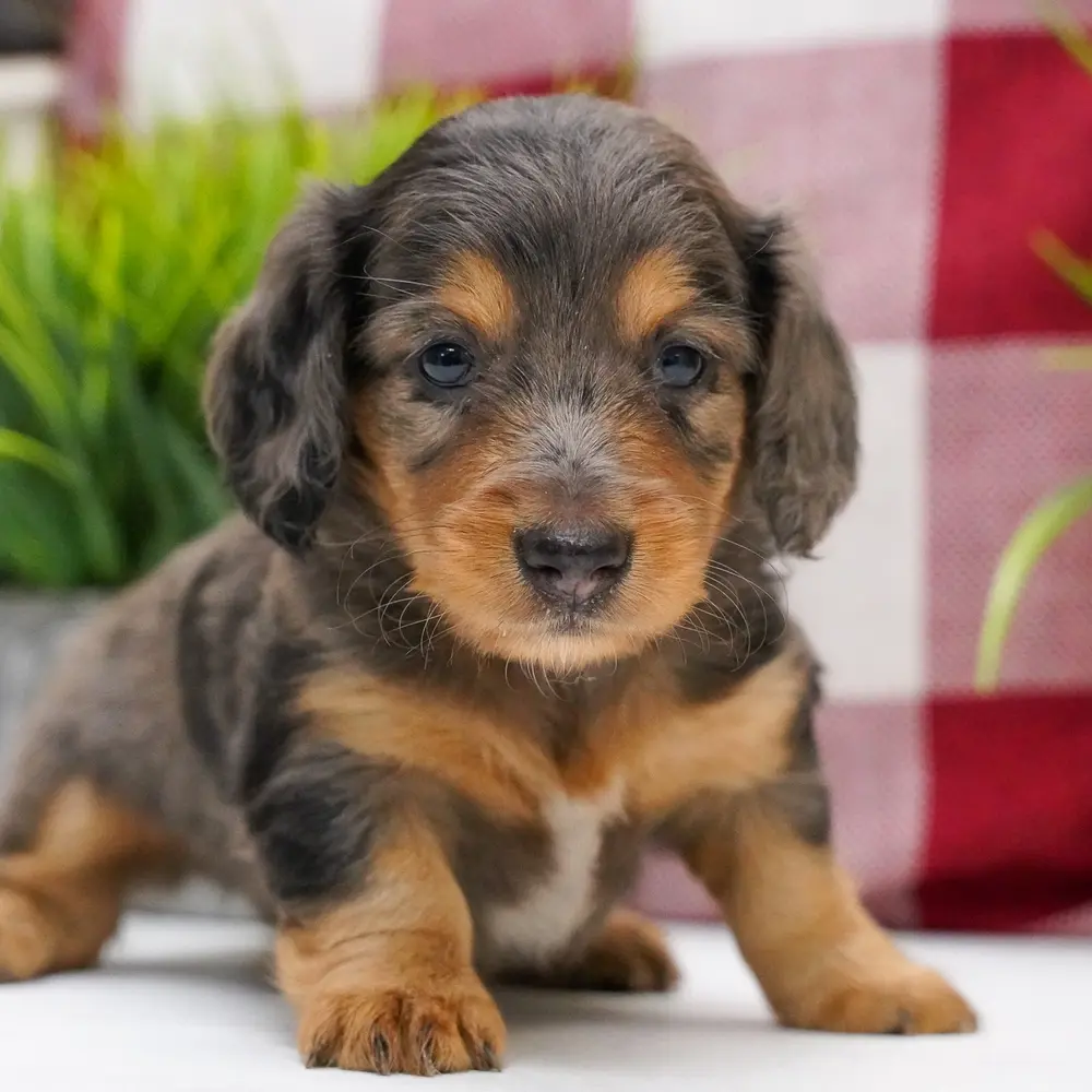 Meet Sierra, a Dachshund puppy