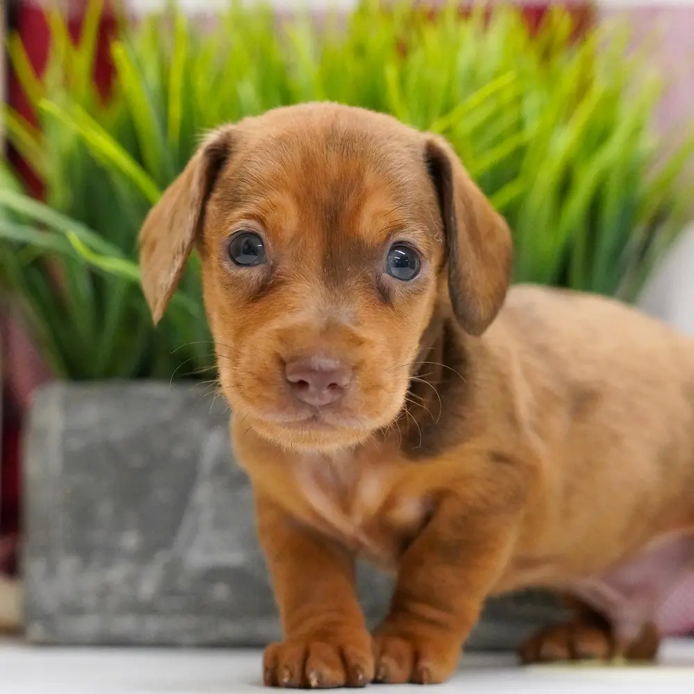 Meet Milo, a Dachshund puppy