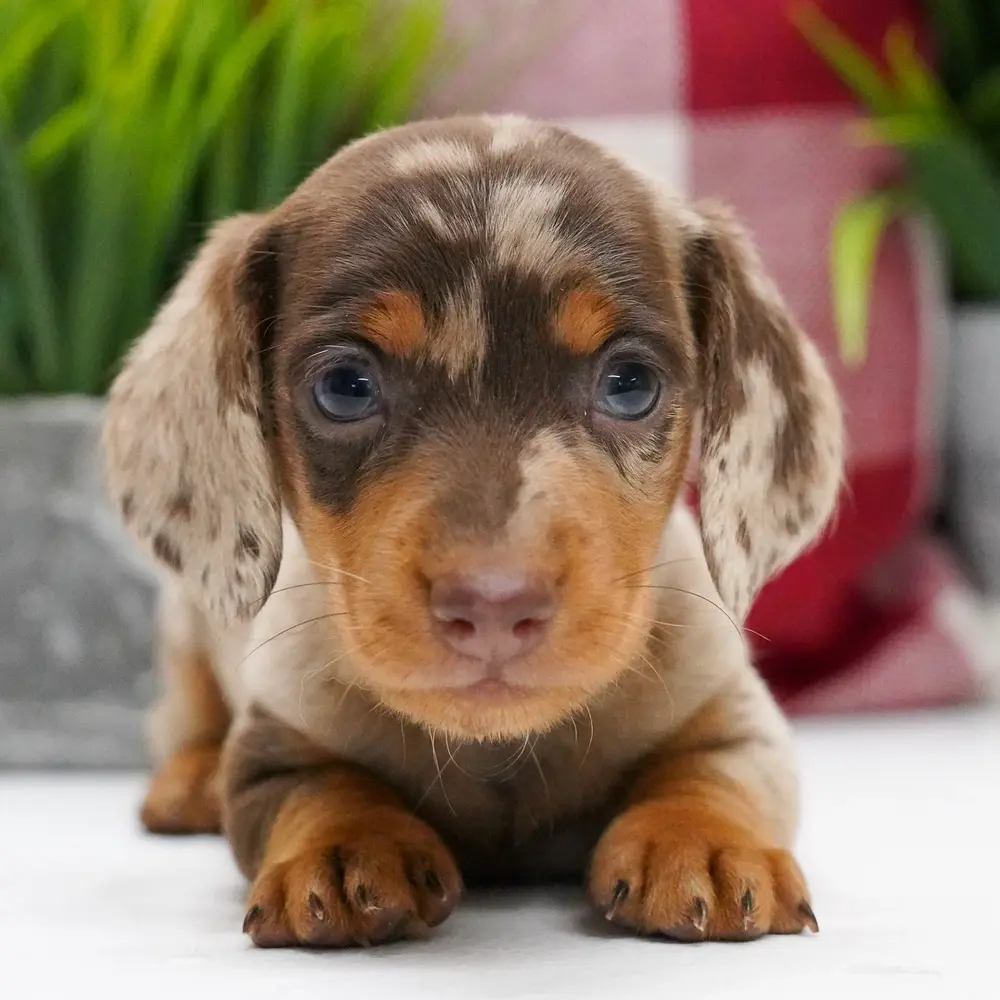 Meet Charlie, a Dachshund puppy