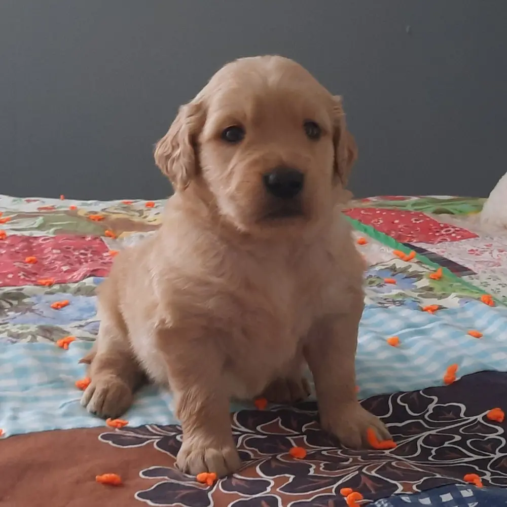 Presley an adorable Golden Retriever puppy