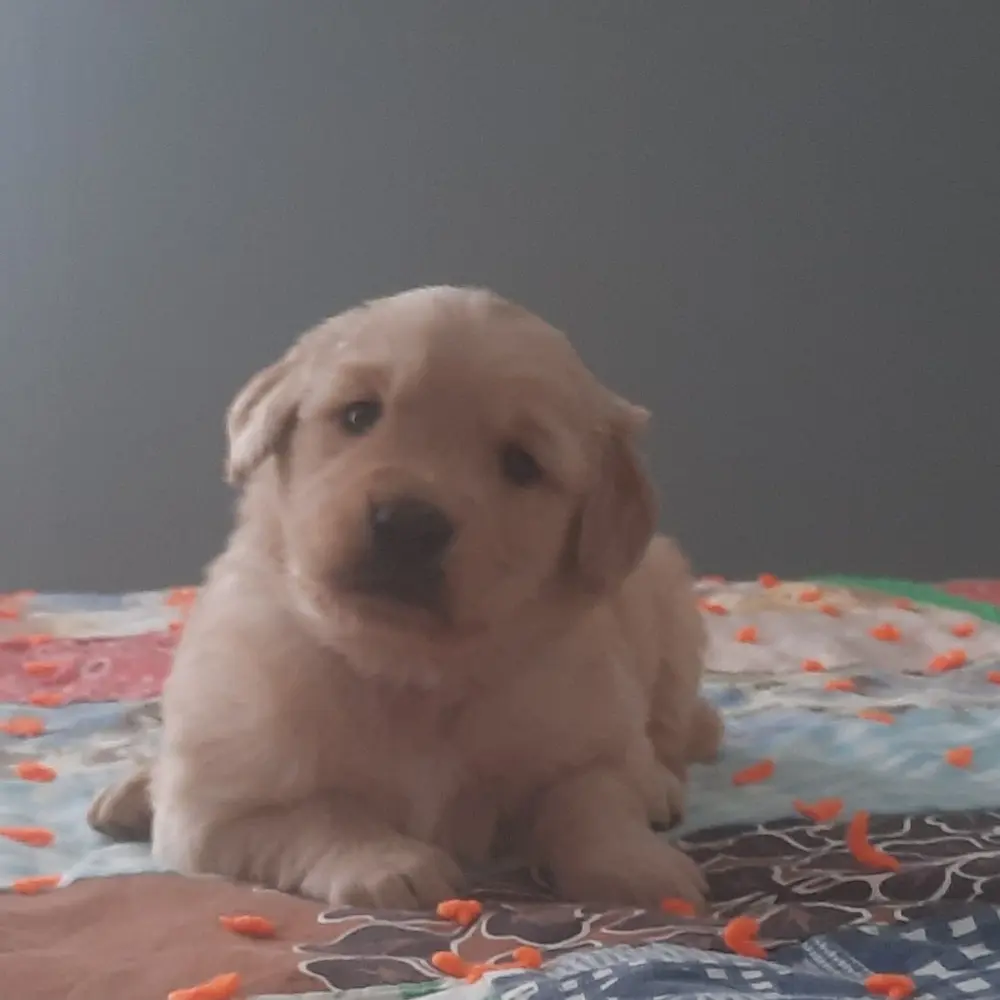 Meet Mav, a Golden Retriever puppy