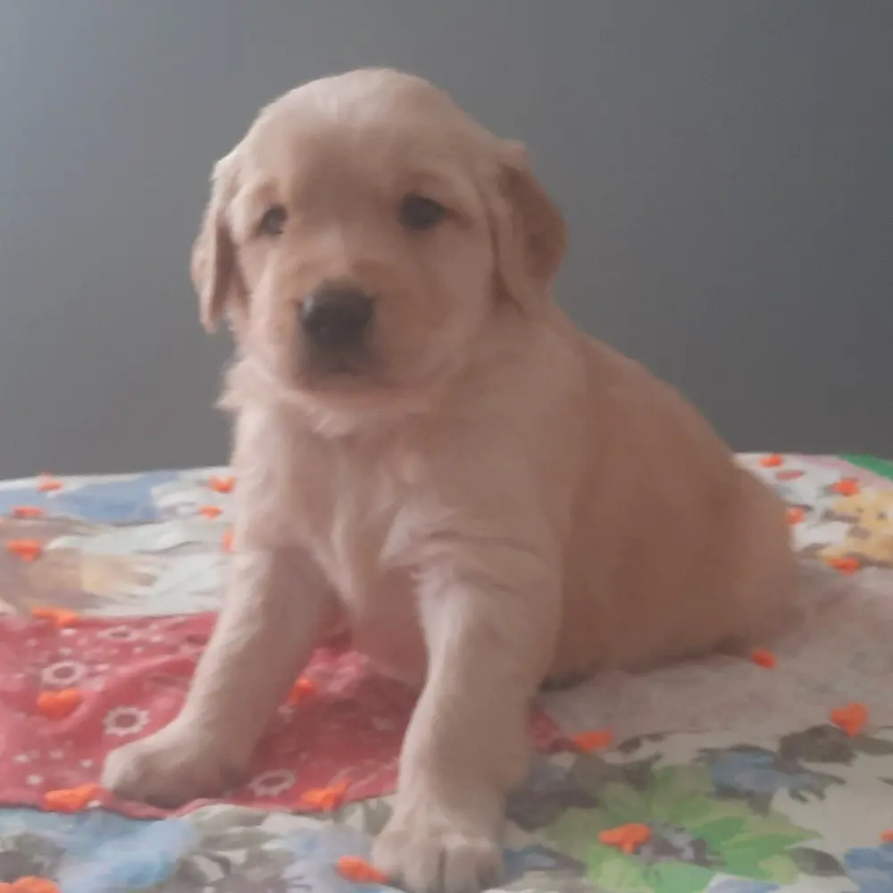 Meet Wesley, a Golden Retriever puppy