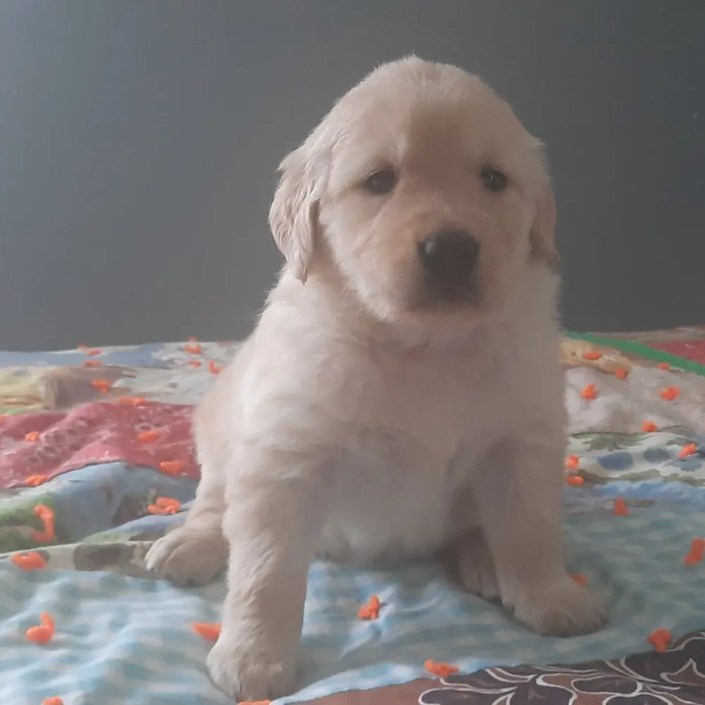 Cici an adorable Golden Retriever puppy