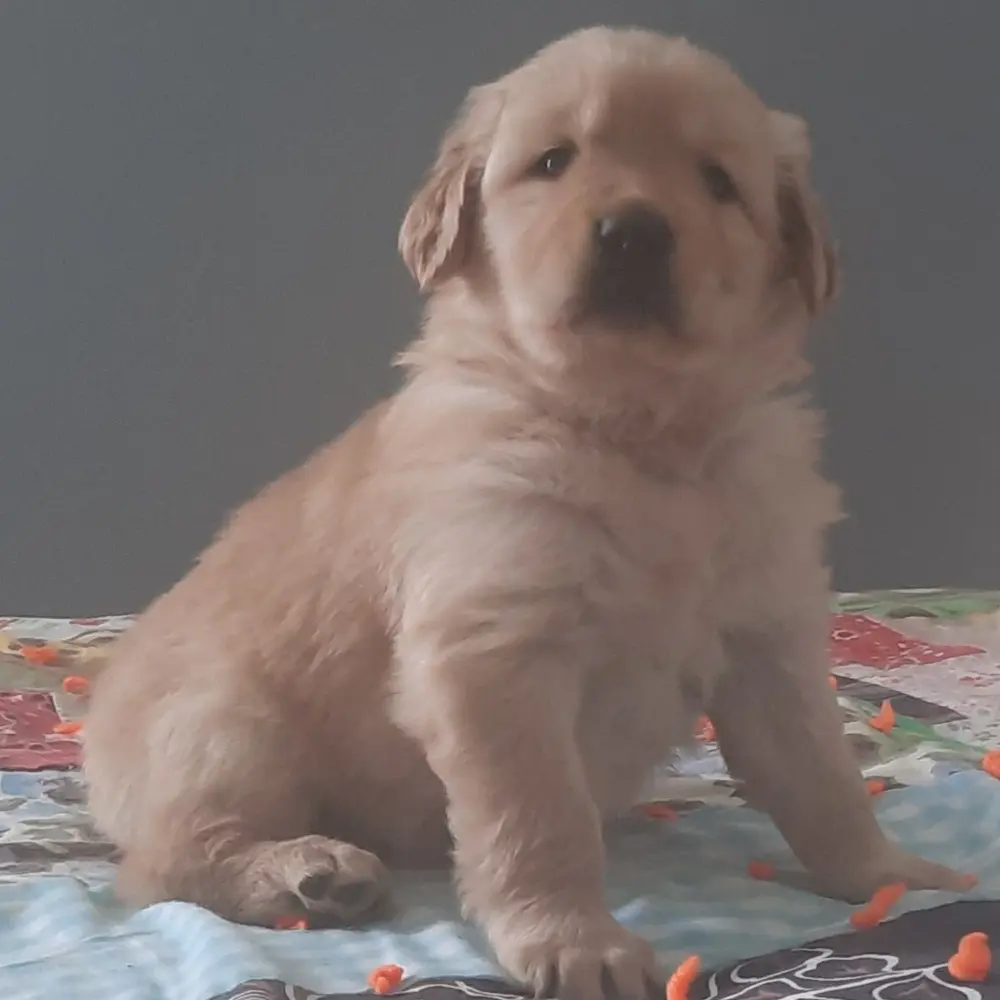 Chrissy an adorable Golden Retriever puppy