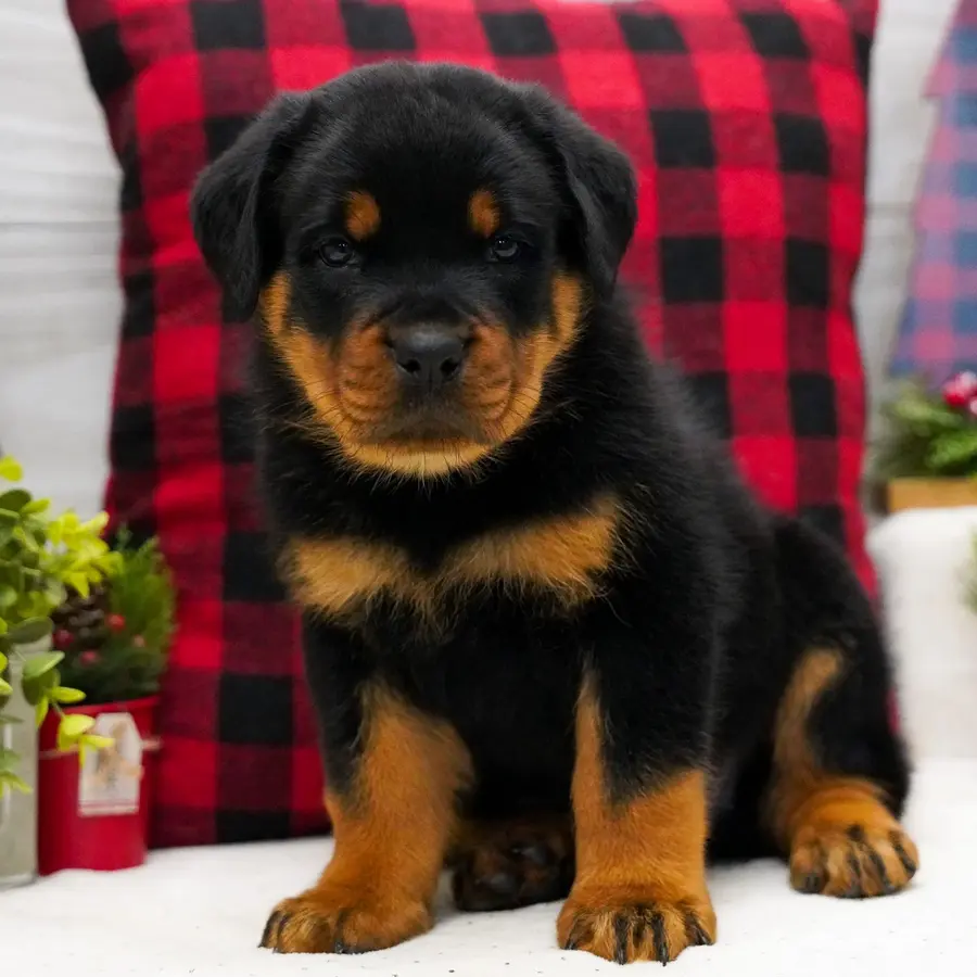 Up Beta Rottweiler Zeus the Rottweiler