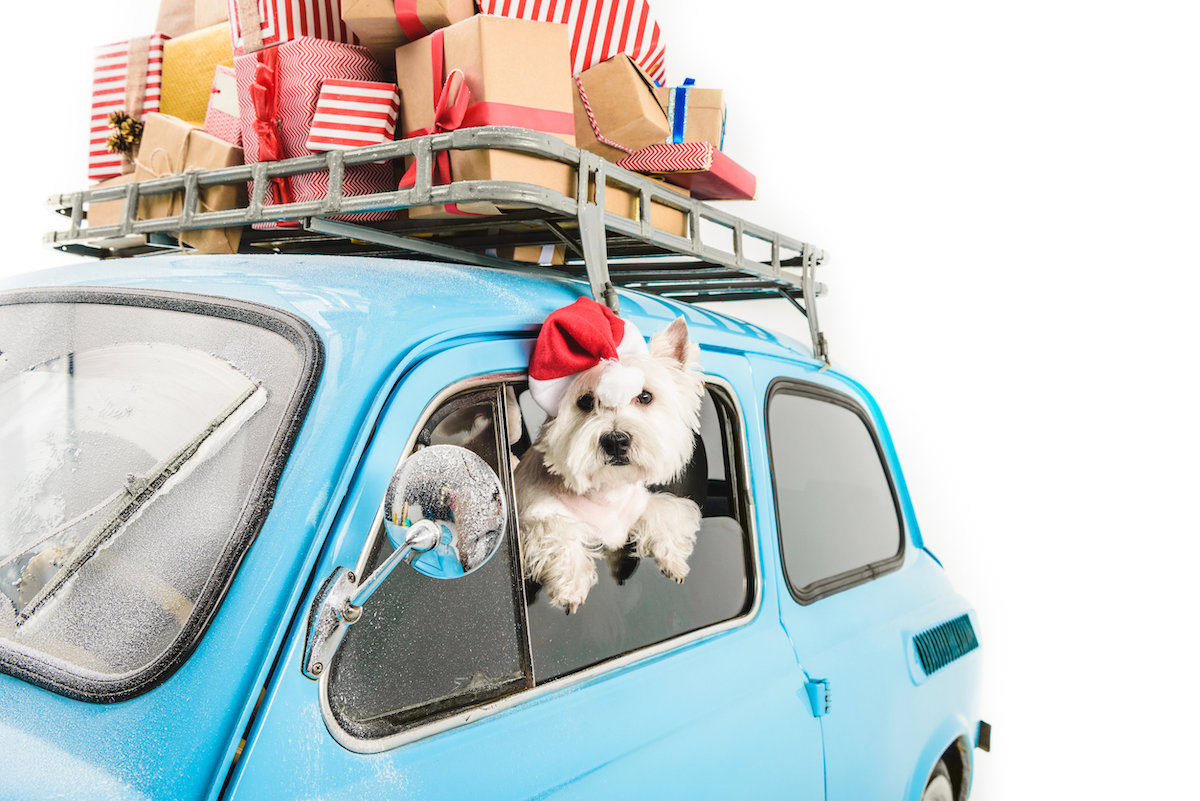 Holiday Car Travel Tips for Road Tripping with Your Dog