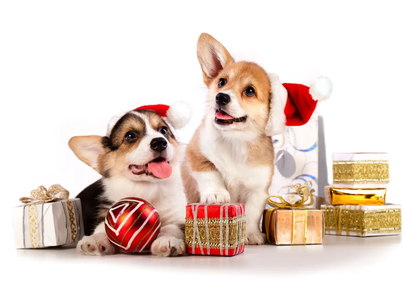 Tips for Protecting Your Pets this Holiday Season