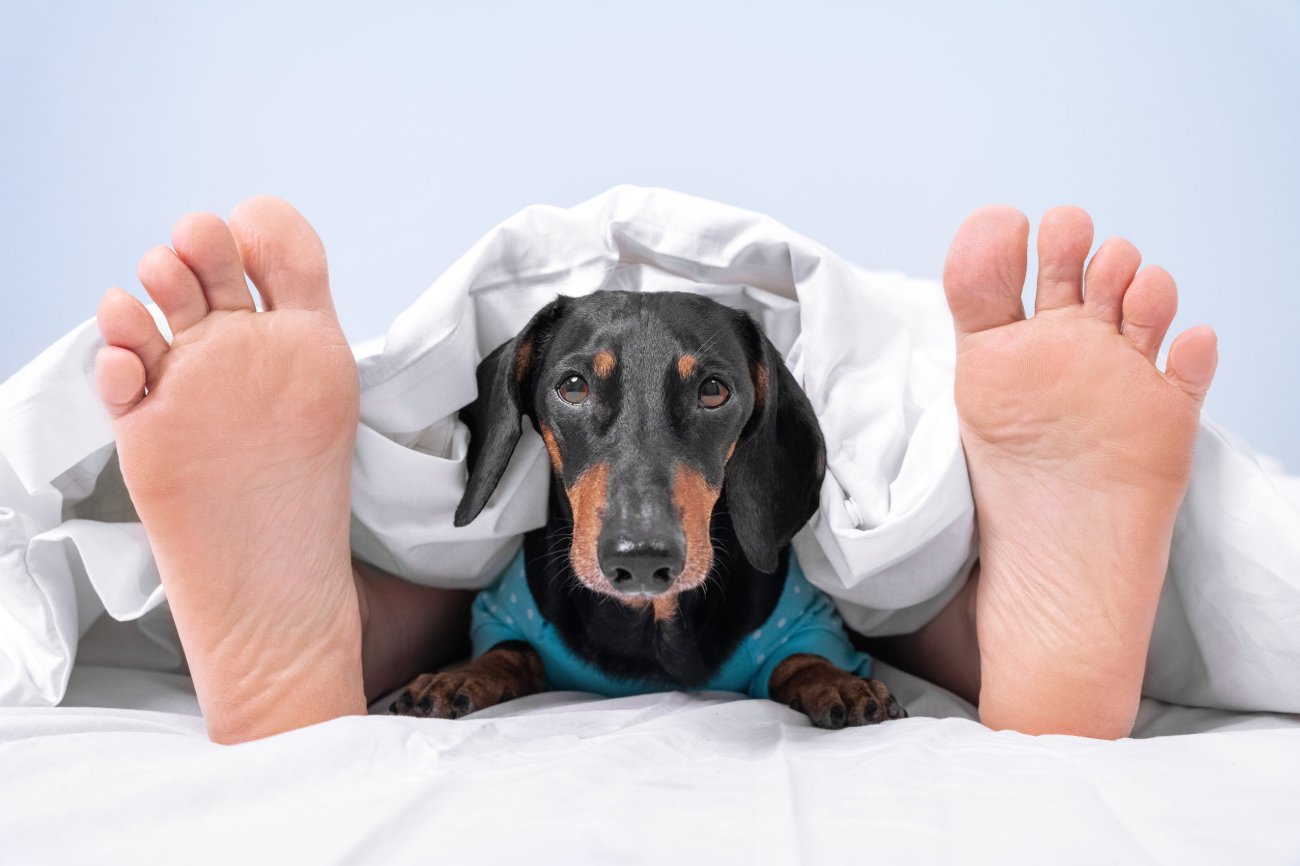 Sharing Your Bed with Your Puppy: Pros and Cons